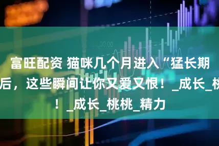 富旺配资 猫咪几个月进入“猛长期”？养猫后，这些瞬间让你又爱又恨！_成长_桃桃_精力